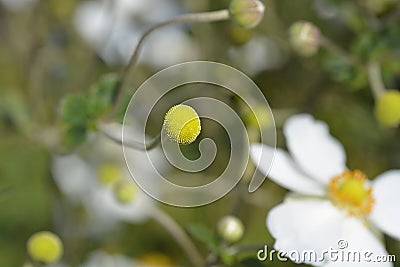 Japanese anemone Honorine Jobert Stock Photo